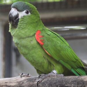 Hand-Reared Hahn's Macaw
