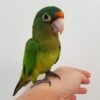 Half-Moon-Conure-1 Half-Moon Conure parrot