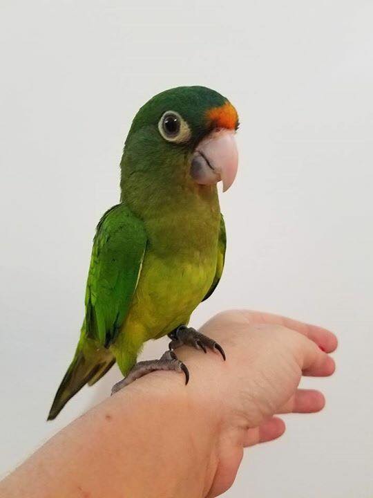 Half-Moon-Conure-1 Half-Moon Conure parrot