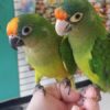 Half-Moon-Conure-2-450x800 Buy Half-Moon Conure for Sale