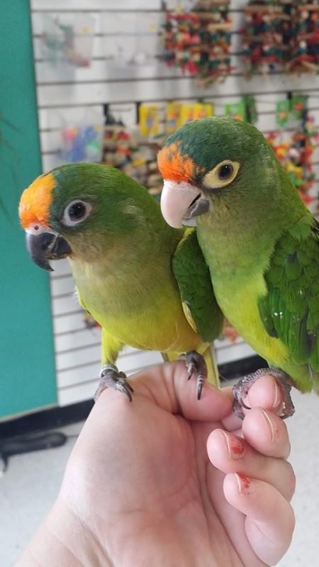 Buy Half-Moon Conure for Sale