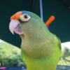 Half-Moon-Conure-3 Buy Half-Moon Conure for Sale