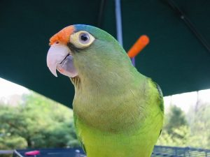 Buy Half-Moon Conure for Sale