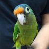 Half-Moon-Conure-4-533x400 Buy Half-Moon Conure for Sale
