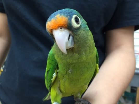 Buy Half-Moon Conure for Sale