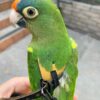 Half-Moon-Conure-600x750 Half-Moon Conure parrot
