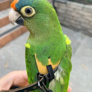 Half-Moon Conure parrot