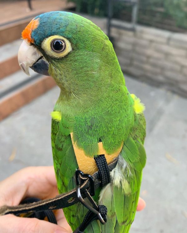 Half-Moon-Conure-600x750 Half-Moon Conure parrot