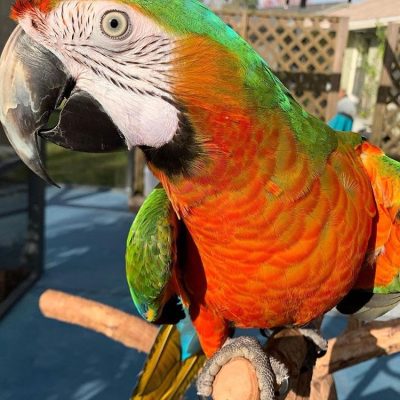Harlequin Macaw parrot