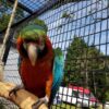 Buy Stunning Harlequin Macaw for Sale