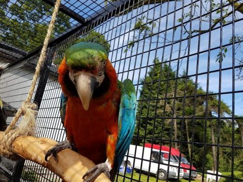 Buy Stunning Harlequin Macaw for Sale