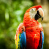 Harlequin Macaw parrot