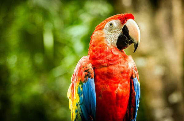 Harlequin Macaw parrot