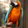Buy Stunning Harlequin Macaw for Sale