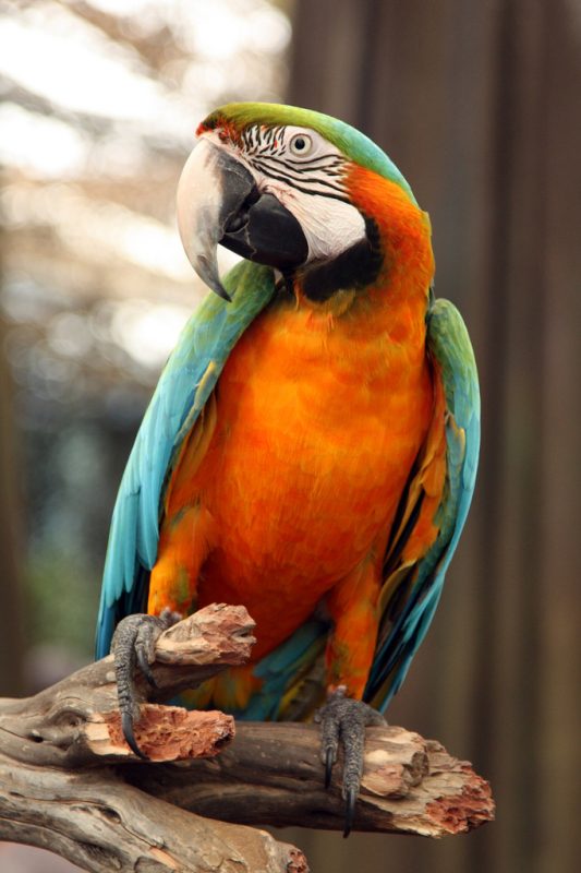 Buy Stunning Harlequin Macaw for Sale