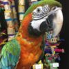Buy Stunning Harlequin Macaw for Sale