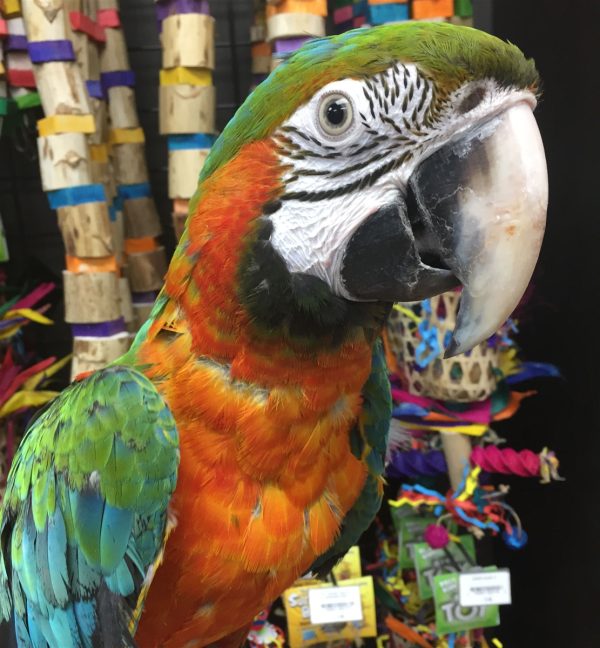 Buy Stunning Harlequin Macaw for Sale