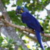 Pantanal, Brazil Hyacinth Macaw