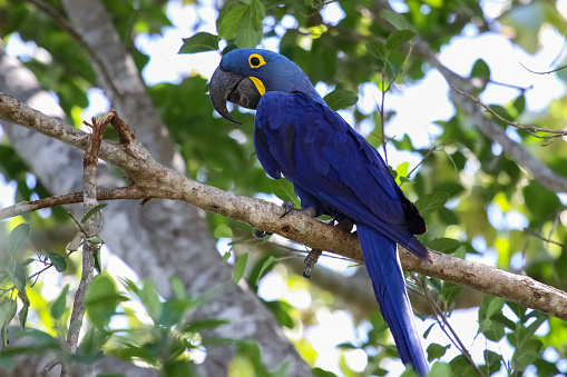 Pantanal, Brazil Hyacinth Macaw