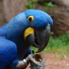 Hyacinth-Macaw Buy Hyacinth Macaw for Sale