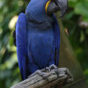 Hyacinth-Macaw-3 Hyacinth Macaw parrot