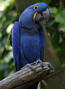 Hyacinth Macaw parrot