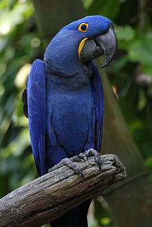 Hyacinth-Macaw-3 Hyacinth Macaw parrot