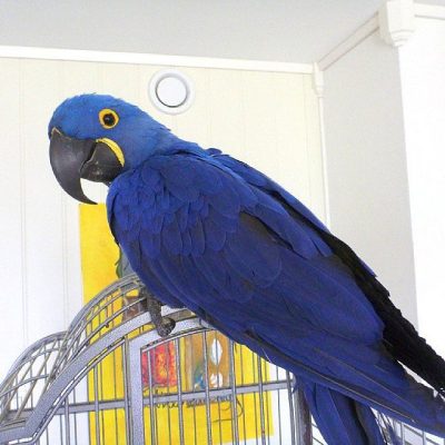 Hyacinth-Macaw-4-400x400 Buy Hyacinth Macaw for Sale