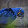 Hyacinth-Macaw-5-400x400 Buy Hyacinth Macaw for Sale
