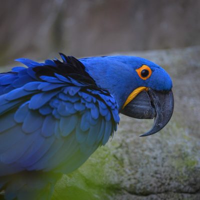 Hyacinth-Macaw-5-400x400 Buy Hyacinth Macaw for Sale