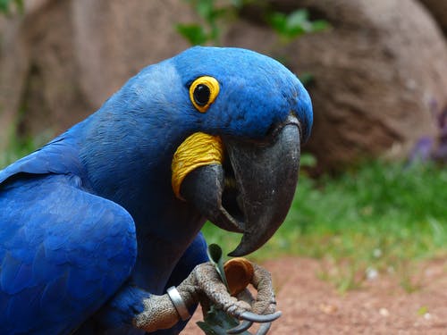 Hyacinth-Macaw Buy Hyacinth Macaw for Sale