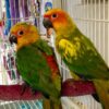 Jenday Conure parrot