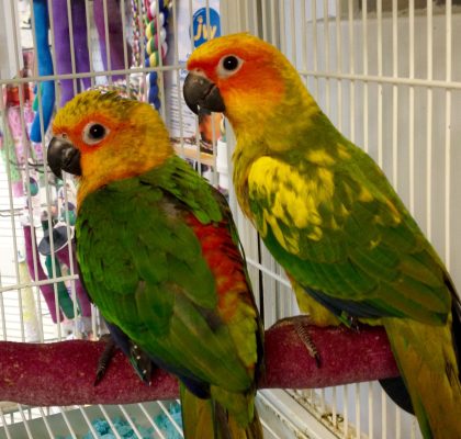 Jenday Conure parrot