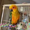 Buy Stunning Jenday Conure for Sale
