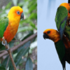 Buy Stunning Jenday Conure for Sale