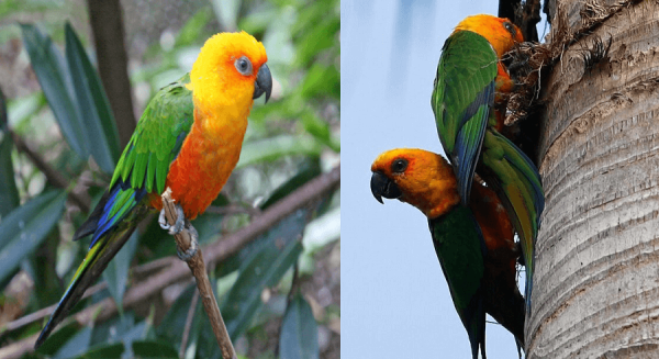Buy Stunning Jenday Conure for Sale