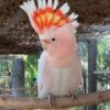Buy Major Mitchell Cockatoo for Sale