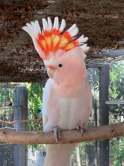 Buy Major Mitchell Cockatoo for Sale