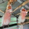 Buy Major Mitchell Cockatoo for Sale