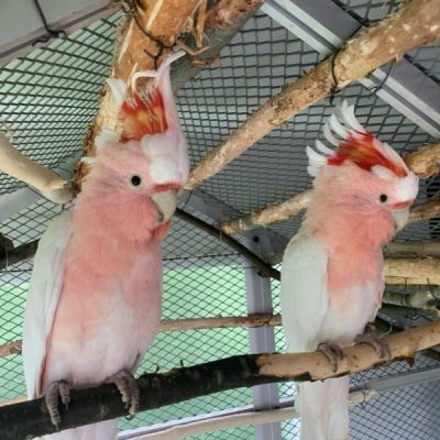 Buy Major Mitchell Cockatoo for Sale