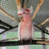 Buy Major Mitchell Cockatoo for Sale