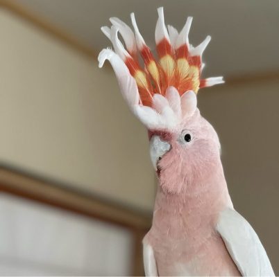 Buy Major Mitchell Cockatoo for Sale