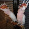 Buy Major Mitchell Cockatoo for Sale