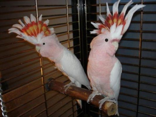 Buy Major Mitchell Cockatoo for Sale