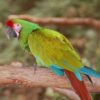 Buy Military Macaw for Sale