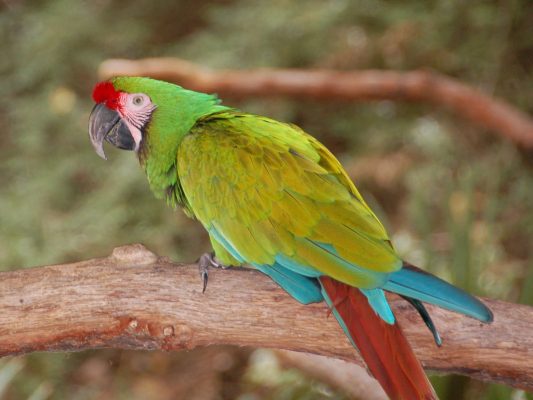 Buy Military Macaw for Sale