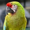 Buy Military Macaw for Sale