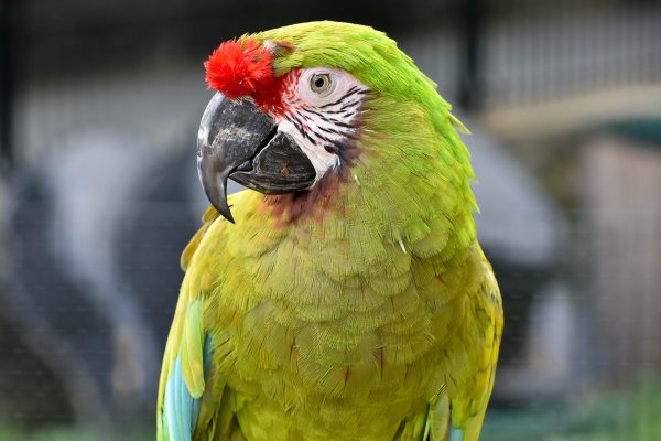 Buy Military Macaw for Sale