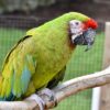 Buy Military Macaw for Sale
