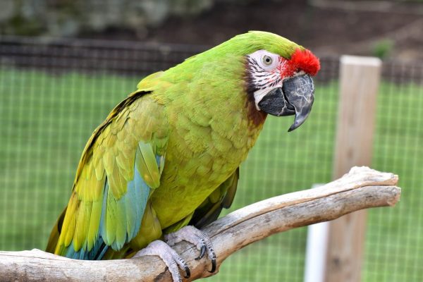 Buy Military Macaw for Sale